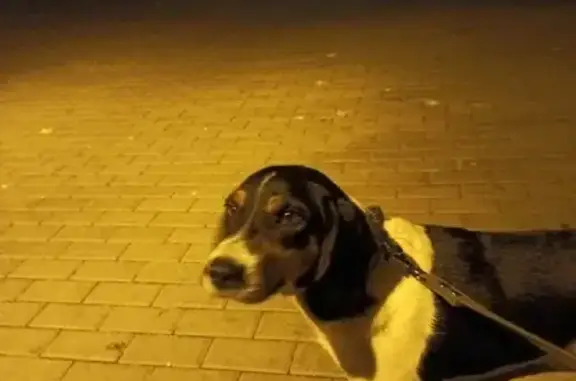 Собака найдена в лесу в Красносельском сельском поселении, Татарстан
