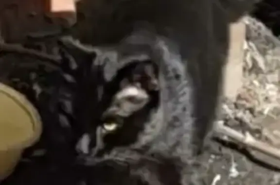 Найден черный кот на Новой Басманной