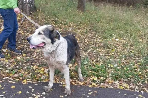 Собака найдена на улице Колесовой, 72 в Ярославле