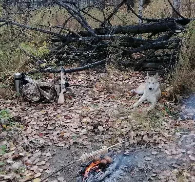 Пропала лайка в Красноярске, вознаграждение.