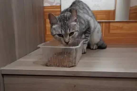 Найдена кошка у аптеки Саулык в Казани