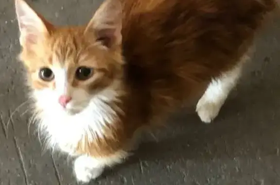 Найдена кошка на Петергофском шоссе