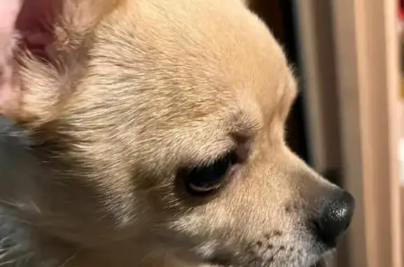 Найденные животные Москва, фото: Собака найдена на ул. Маршала Вершинина, 3, Москва.