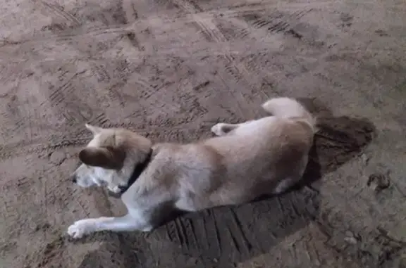 Найдена собака около авиационного завода в Казани