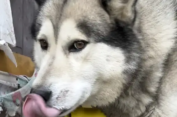 Найдена собака в Прилуках, Вологодская область