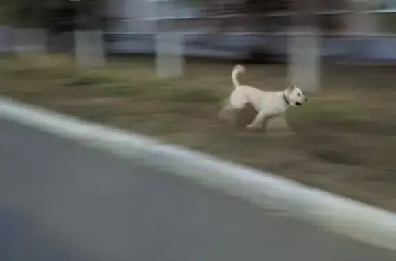 Найдена собака на пр. Победы, 32, Оренбург