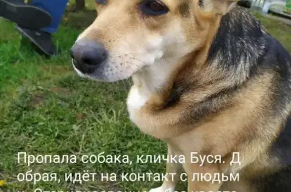 Пропала собака на ул. Орджоникидзе, Тверь