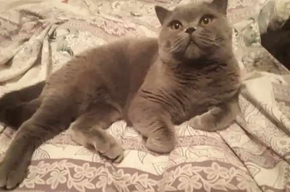 Кошки потеряшки, Москва, фото: Потеряшка кошка Диана напротив клиники 