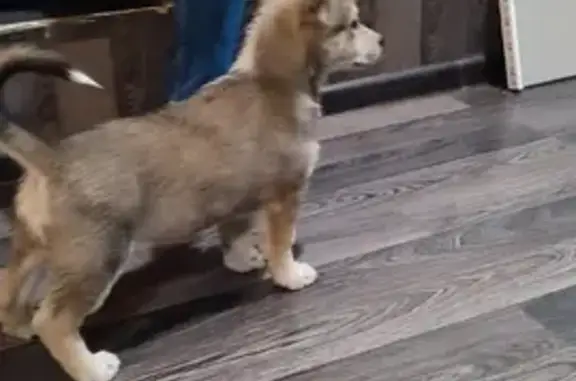 Найдена собака на Гурьевской улице 7
