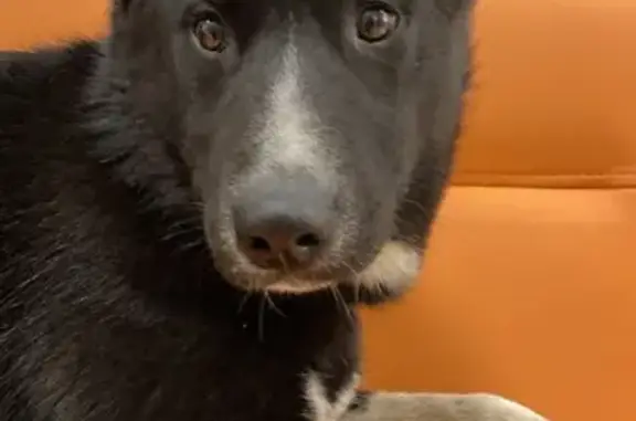 Найдена собака, Москва, фото: Найдена собака на Мичуринском проспекте, ищу хозяев.