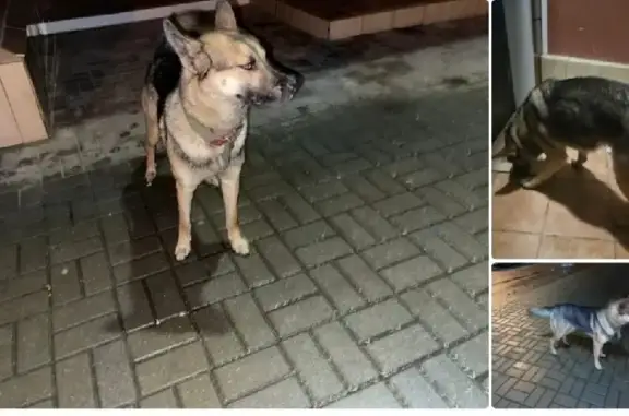Найдена собака на ул. Фомушина, 26 в Калуге