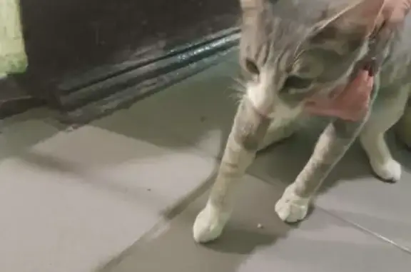 Кошка найдена на Рязанском проспекте, Москва