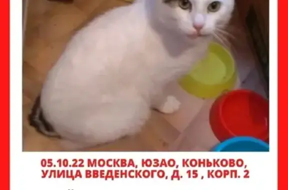 Пропал кот Степа, ул. Введенского д. 15 к2, ЮЗАО Коньково