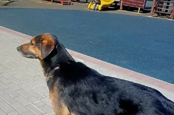 Пропала собака на ул. Корнейчука, Москва