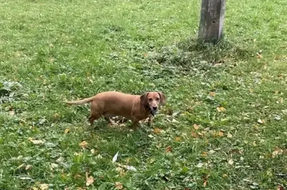 Собаки потеряшки, Санкт-Петербург, фото: Потеряшка рыжая такса Дина на Фермском шоссе