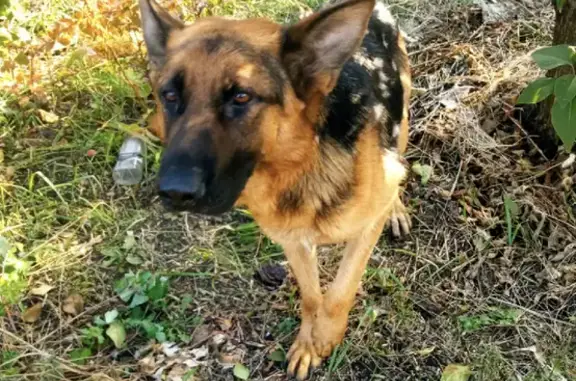 Собака найдена на Колесниковском сельсовете