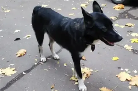 Найдена ручная черная собака на ул. Смельчак, 14, Балашиха