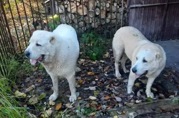 Найдена собака, Московская область, фото: Подобраны 2 алабая на Пятницком шоссе