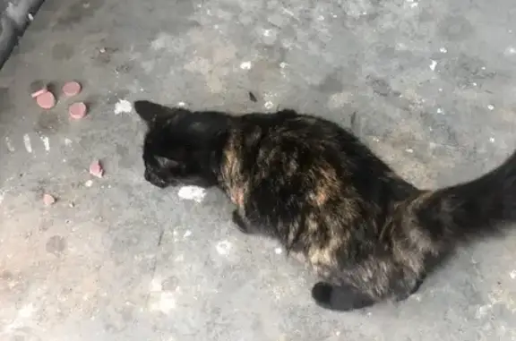 Найдена кошка на ул. Победы, 22В в Южноуральске