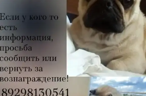 Пропала собака на улице Чапаева, Краснокутское сельское поселение