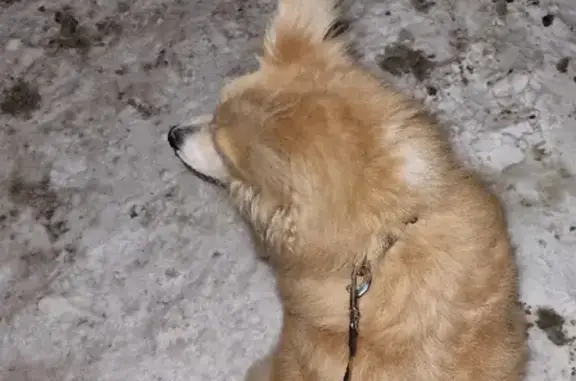 Пропала собака на улице Кондрикова, 19, Кировск