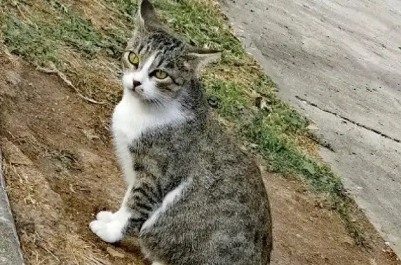 Найдена ласковая кошка на пр. Ленина, 101