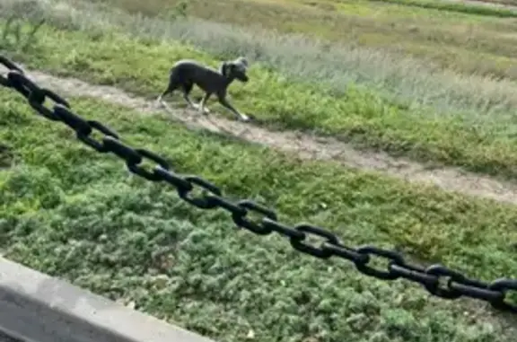 Найдена китайская хохлатая собака в Красноармейском районе, Волгоград