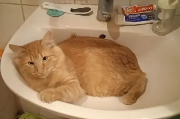 Кошки потеряшки, Санкт-Петербург, фото: Потеряшка кошка на Камышовой ул., СПб, косоглазый рыжий кот.