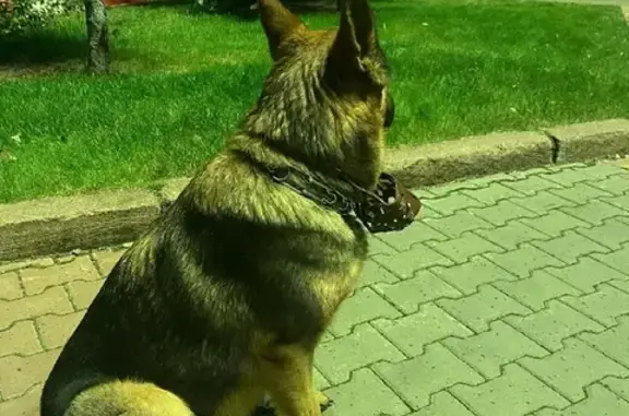 Найдена собака на пл. Революции, адрес К. Маркса 93, Красноярск