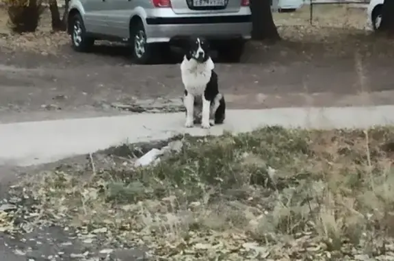 Найден пёс на Пирятинской улице в Абакане