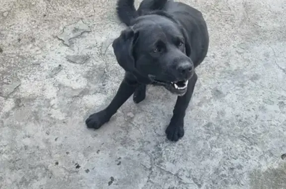 Собака найдена на Сергиевском переулке, 1 в Новороссийске