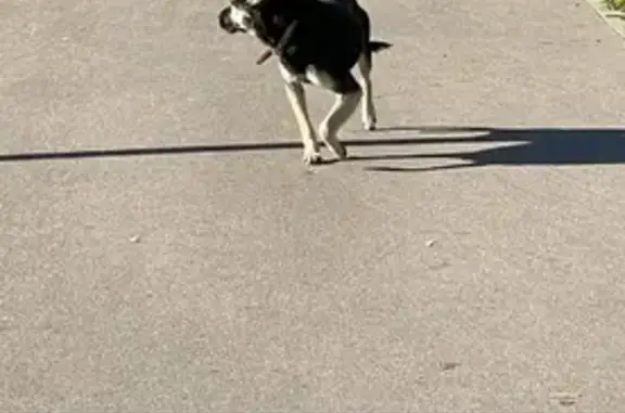 Собака бегает по Марьино, Батайский проезд.