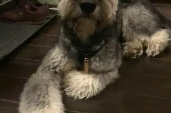 Собаки потеряшки, Москва, фото: Потеряшка собака Бонн в ДНТ Сутоки, Щелковский район