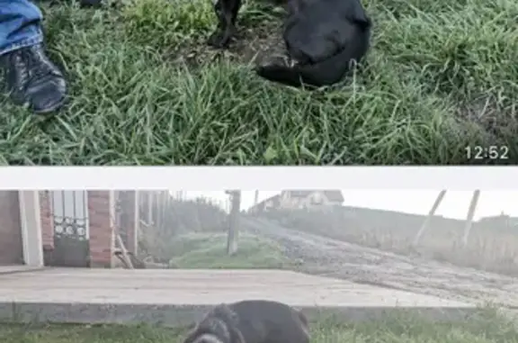 Найдена собака в Семёнковском поселении, Вологодская область