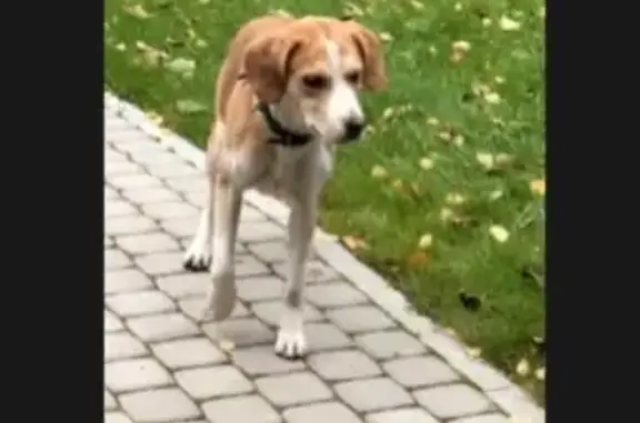 Найдена охотничья собака на Елисеевской 21 в Санкт-Петербурге