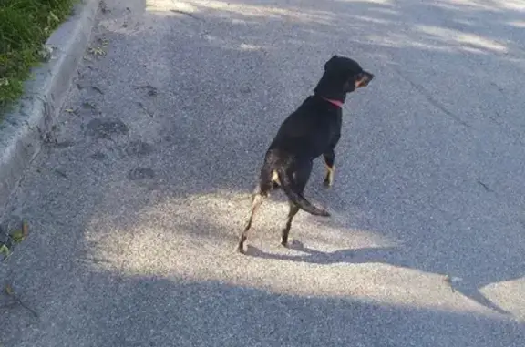 Найдена ласковая собака на Индустриальной улице, 55