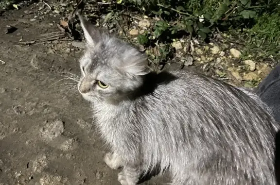 Найдена кошка на ул. Орджоникидзе в Михайловске