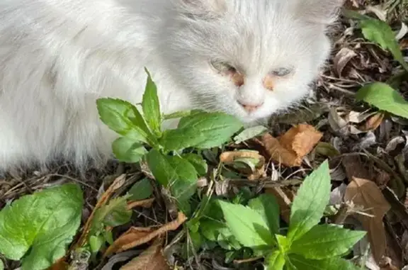 Белая разноглазая кошка найдена на ул. Дзержинского 42