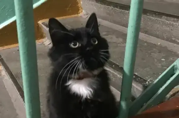 Найдена кошка на Верхнеозёрной улице, Калининград