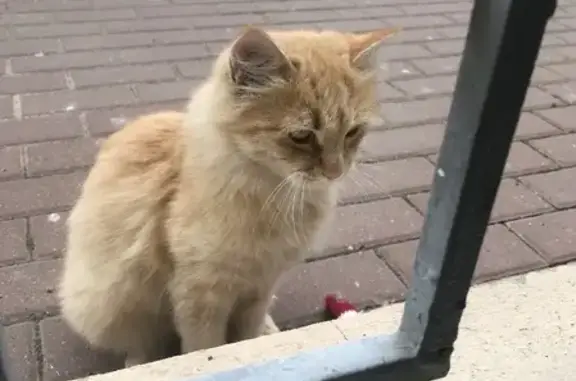 Найдена кошка на ул. Архитектора Ишунина, 6 в Краснодаре