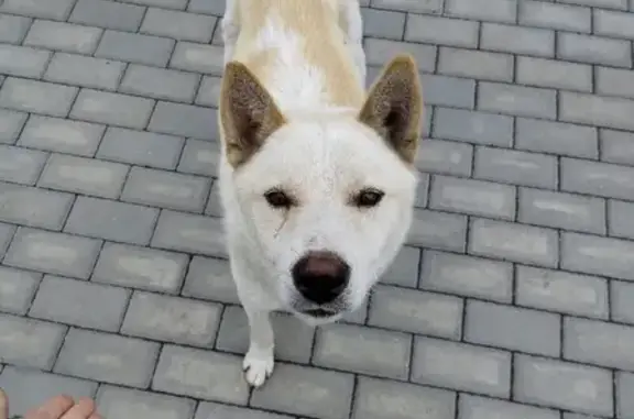 Собака найдена на улице 22 Января, Бобров
