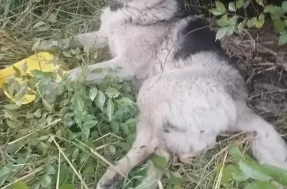 Найдена собака на Симбирской, Волгоград