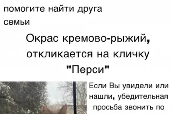 Пропал кот, окрас кремово-рыжий, Московская область