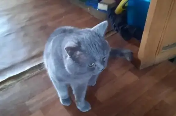 Пропал крупный серый кот Кеша в районе Красный, Абакан