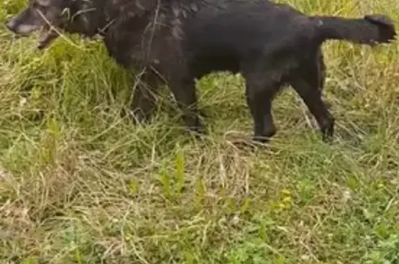 Пропала собака Чёрный в Тосненском поселении (A-120)