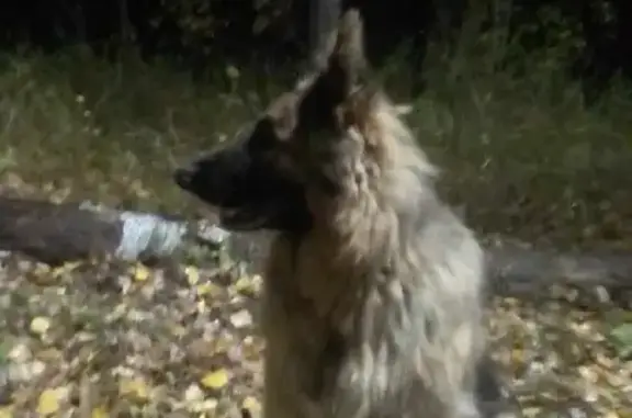 Собака Овчарка, 41А-189, Морозовское городское поселение