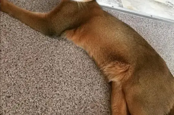 Кошки потеряшки, Курган, фото: Потеряшка кошка на Лесопарковой, Курган: Лексус, 89125750933