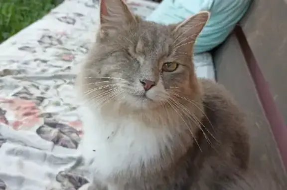 Пропала кошка в Костроме, 1 год, серо-белого окраса с одним глазиком, кастрированная и очень ласковая.