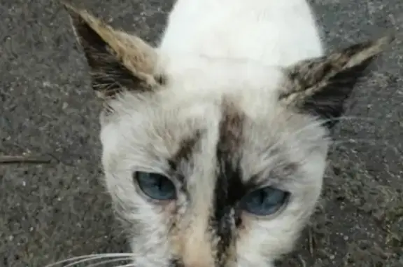 Найдена ласковая кошка на Московском шоссе, 17 в Ульяновске