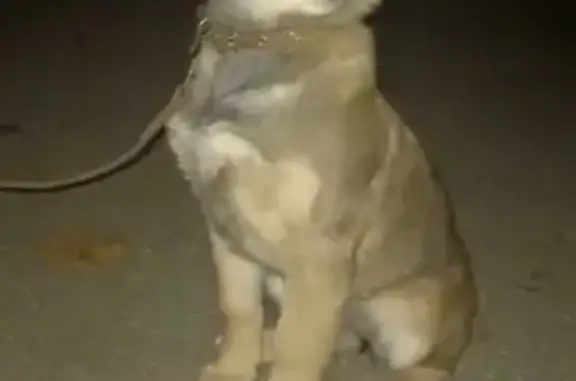 Найдена щенка на Заводской улице, Тучково